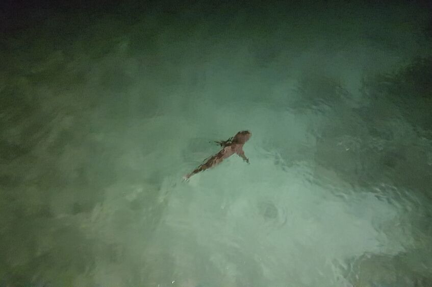 Shark swimming at the port of Georgetown, Ascension.