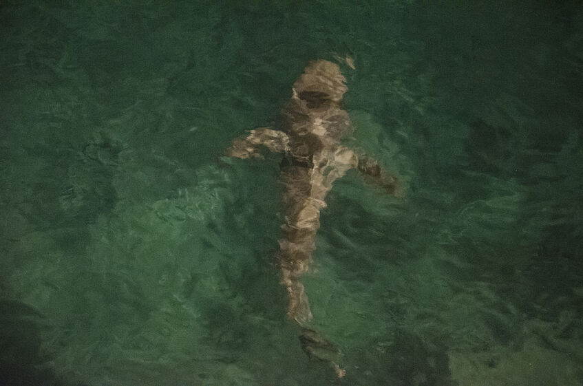 Shark coming very close to the port.